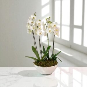 Luz Serena – Orquídea Blanca