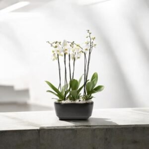 Elegancia Natural – Orquídea Phalaenopsis Blanca