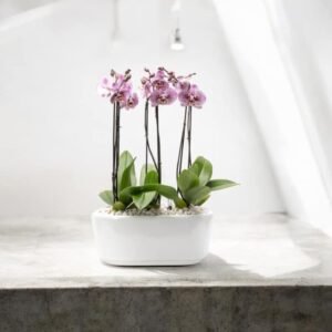 Orquídea Real Rosé – Orquídea Phalaenopsis Rosa