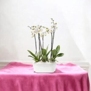 Orquídea Pureza – Orquídea Phalaenopsis Blanca