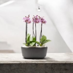 Orquídea Royal Pink – Orquídea Phalaenopsis Rosa