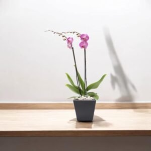 Orquídea Pink Elegance – Orquídea Phalaenopsis Rosa