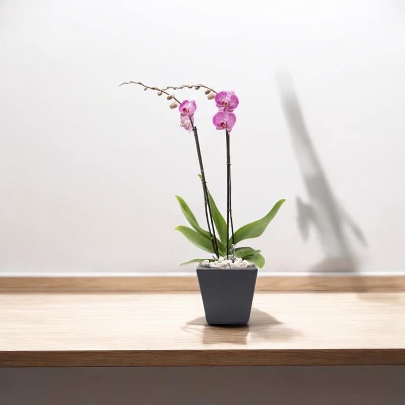 Orquídea Pink Elegance – Orquídea Phalaenopsis Rosa