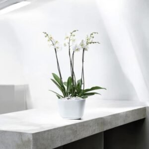 Orquídea Blanca Imperial – Orquídea Phalaenopsis