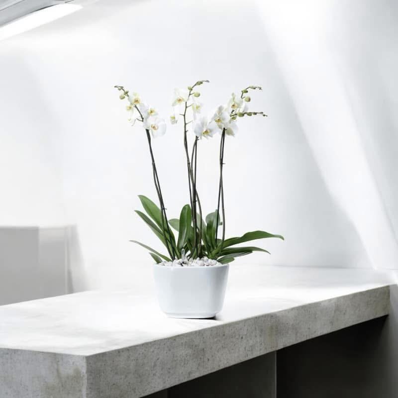 Orquídea Blanca Imperial – Orquídea Phalaenopsis