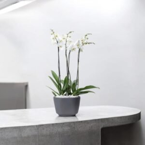 Orquídea Blanca Serenity – Orquídea Phalaenopsis