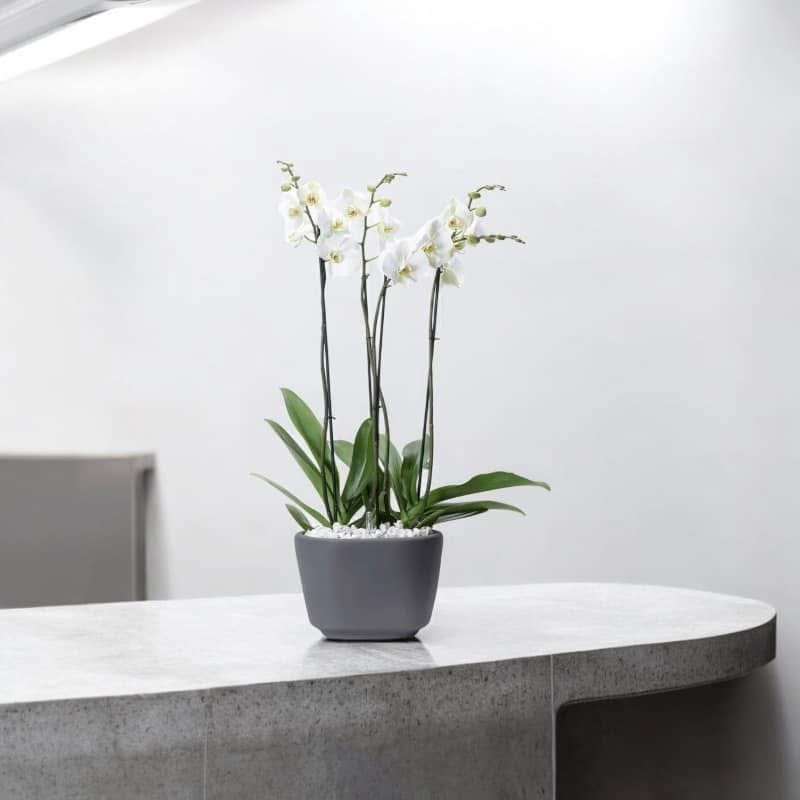 Orquídea Blanca Serenity – Orquídea Phalaenopsis