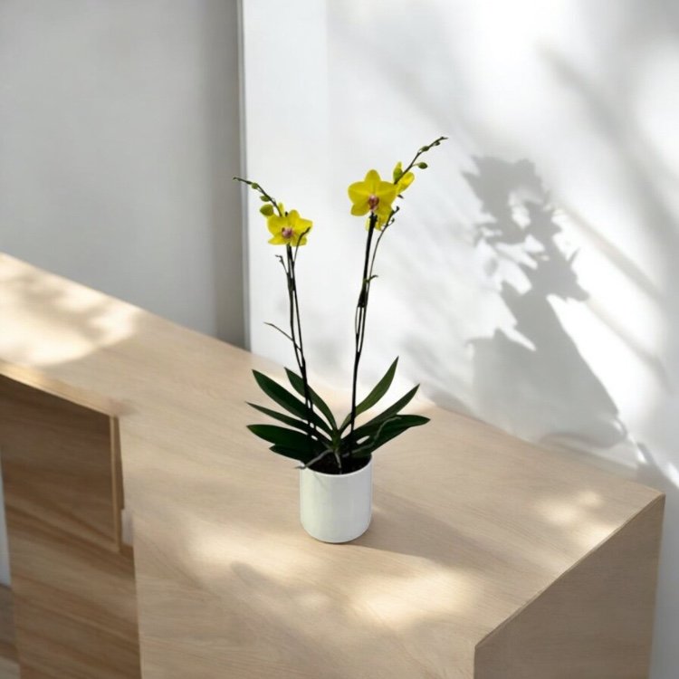 Orquídea Dorada – Orquídea Phalaenopsis Amarilla