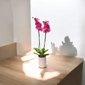 Orquídea Pink Harmony – Orquídea Phalaenopsis Rosa