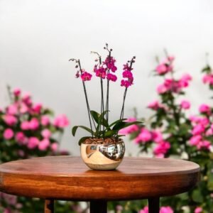 Orquídea Pink Luxury – Orquídea Phalaenopsis Rosa