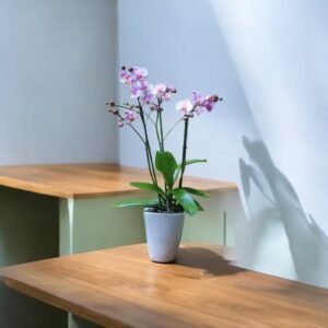 Orquídea Pink Grace – Orquídea Phalaenopsis Rosa