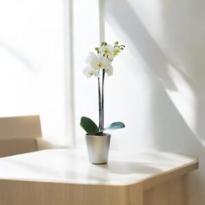 Orquídea White Elegance – Orquídea Phalaenopsis Blanca