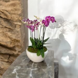 Jardín de Orquídeas Premium – Arreglo de Orquídeas Phalaenopsis Mixtas