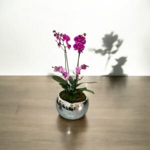 Orquídea Pink Silver – Arreglo de Orquídea Phalaenopsis