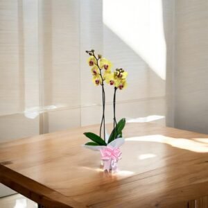 Orquídea Dorada Elegance – Orquídea Phalaenopsis Amarilla