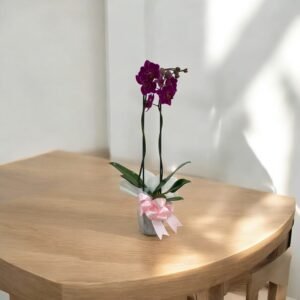 Orquídea Fucsia Elegance – Orquídea Phalaenopsis
