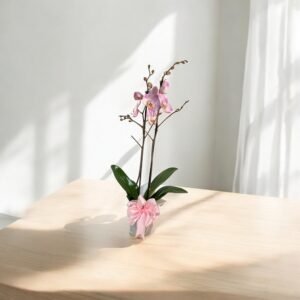 Orquídea Rosa Delicada – Orquídea Phalaenopsis