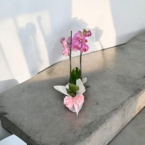 Orquídea Rosa Rayada – Orquídea Phalaenopsis