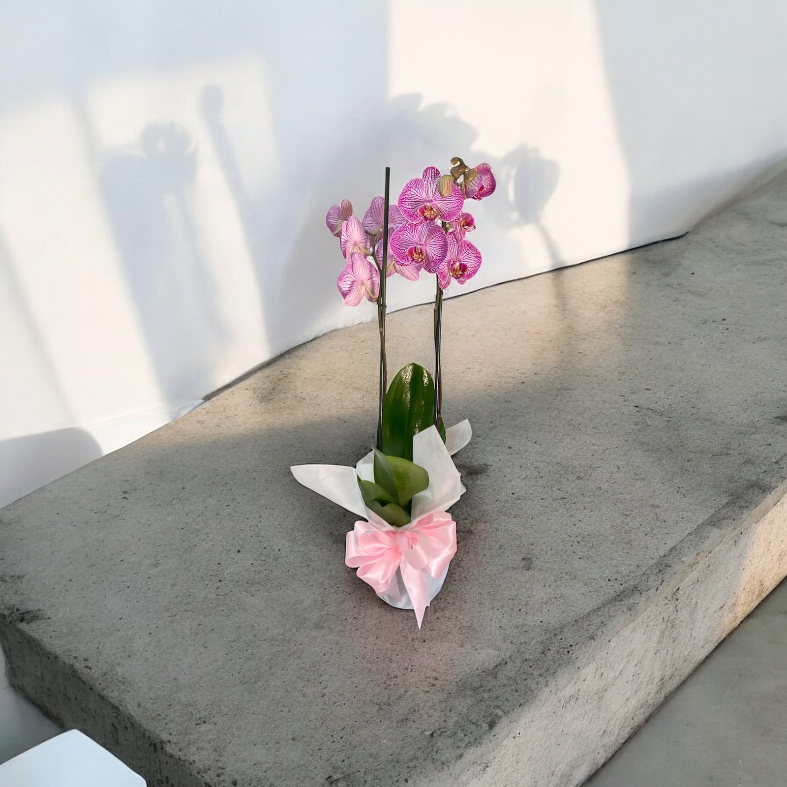 Orquídea Rosa Rayada – Orquídea Phalaenopsis